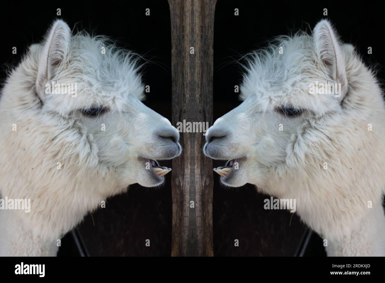 Divertente bianco sorridente alpaca sullo sfondo nero. Carino animale, Perù, campelmus sudamericano Foto Stock