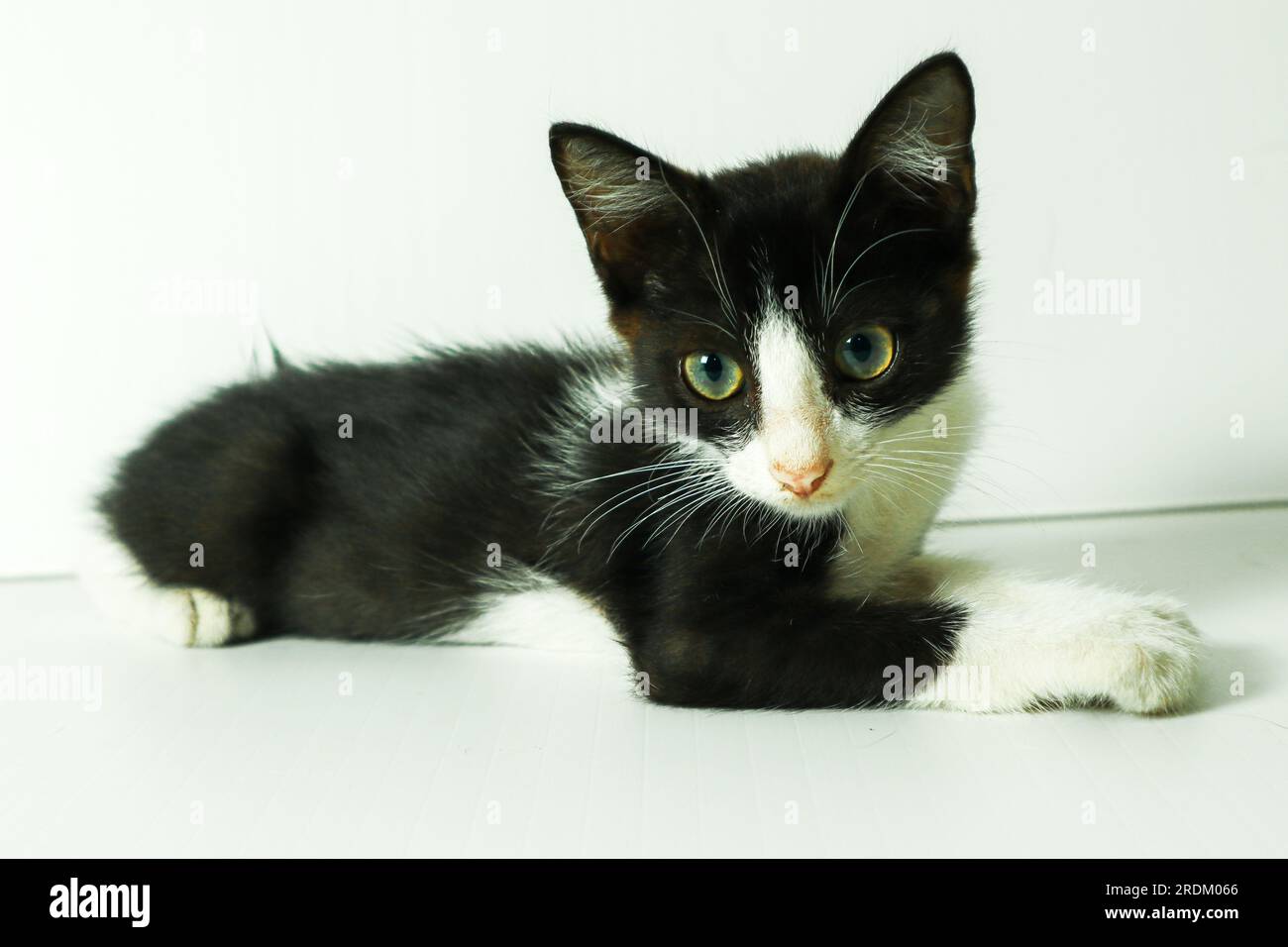 Gattino bianco e nero con occhi verdi su sfondo bianco in studio Foto Stock