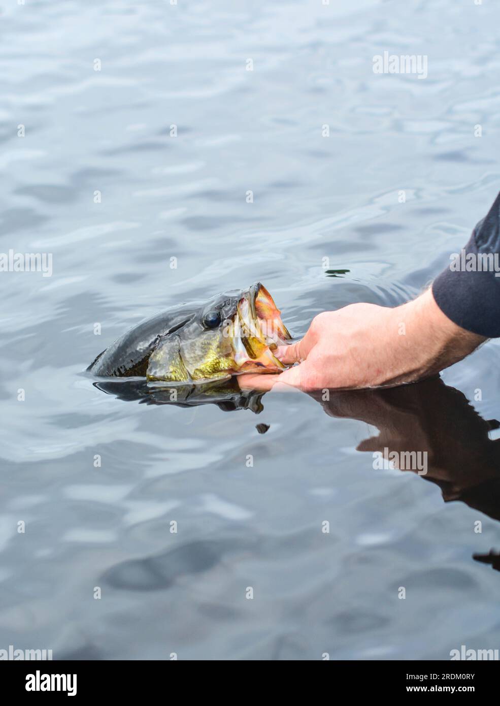 La largemouth di branzino fresco estivo tenuto in mano attira in bocca Foto Stock