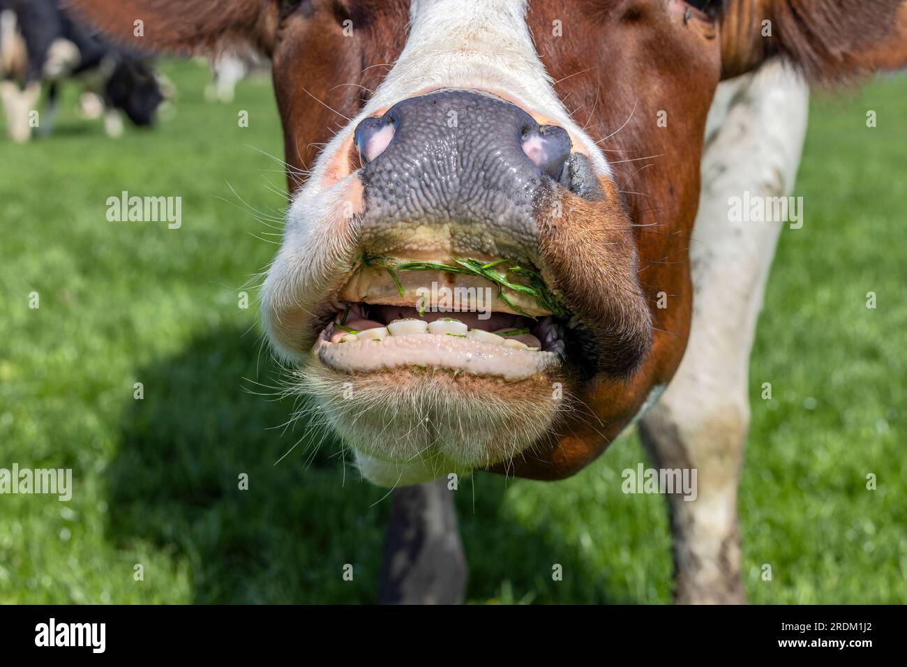 Mucca naso e bocca, mangiando lame d'erba la testa mostra denti e gengive Foto Stock