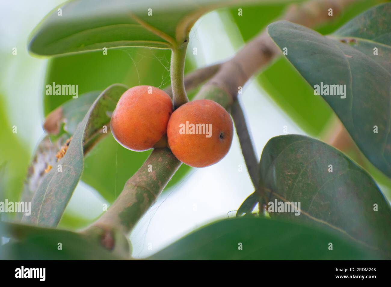 Diospyros blancoi, Diospyros Discolor, comunemente noto come mela di velluto, cachi di velluto, kamagong o mabolo Foto Stock