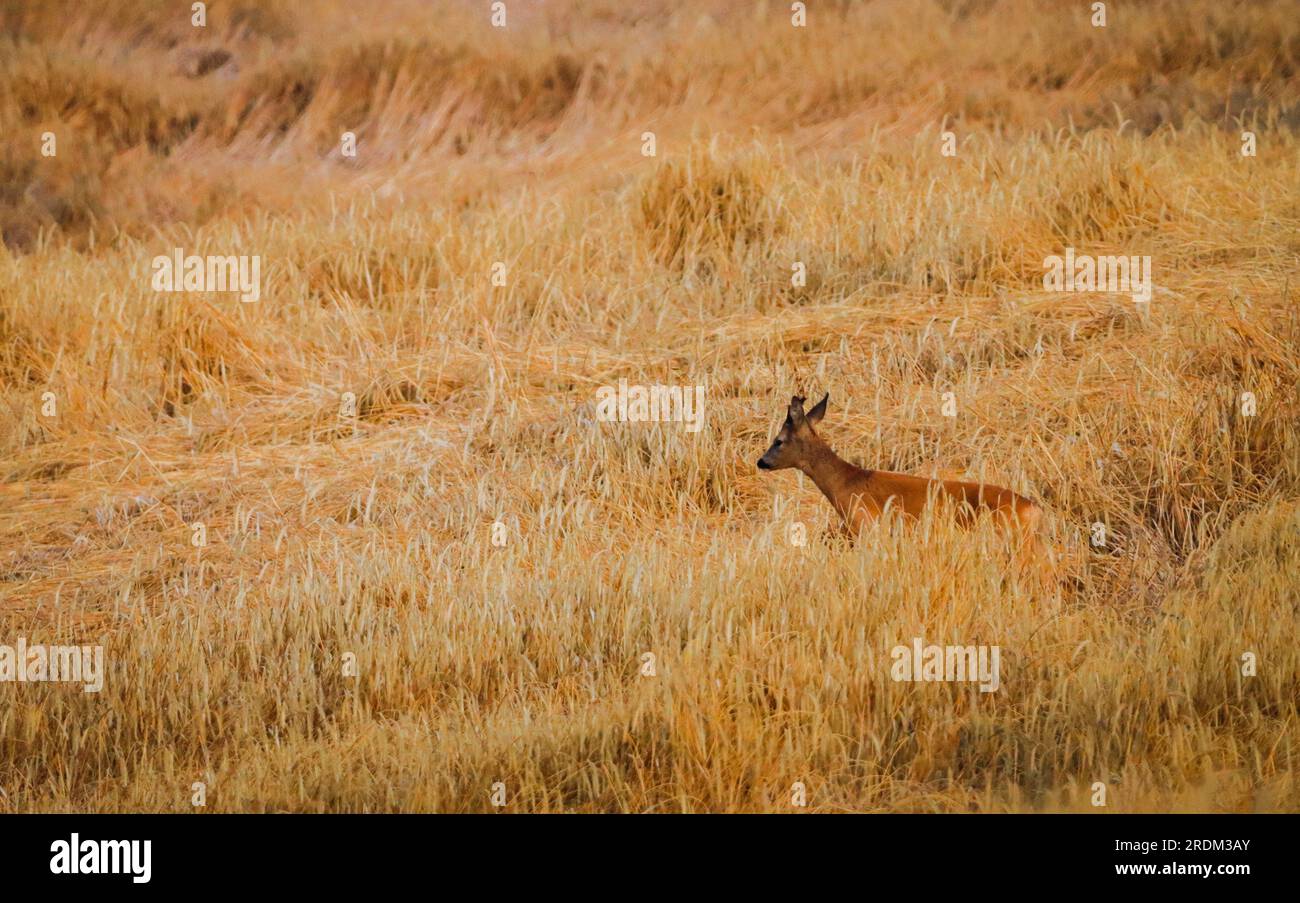 cervo femminile in campo di mais Foto Stock