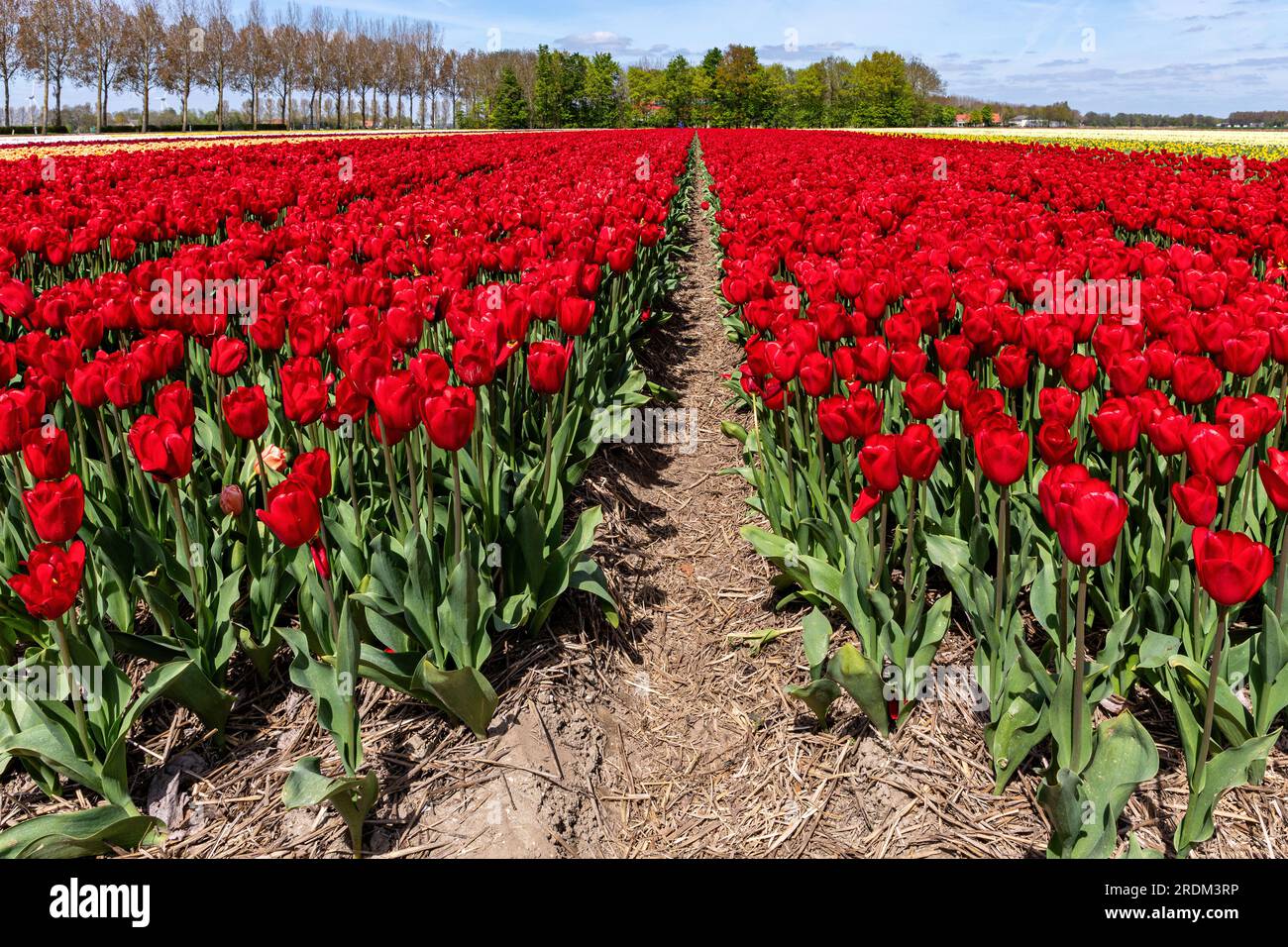 Campo con tulipani di trionfo rosso (varietà «Heartbreaker») a Flevoland, Paesi Bassi Foto Stock