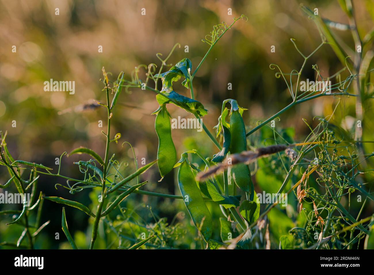 I piselli crescono nel campo, foto di cialde di piselli nel campo al tramonto. Splendida fotografia macro di legumi. Foto Stock
