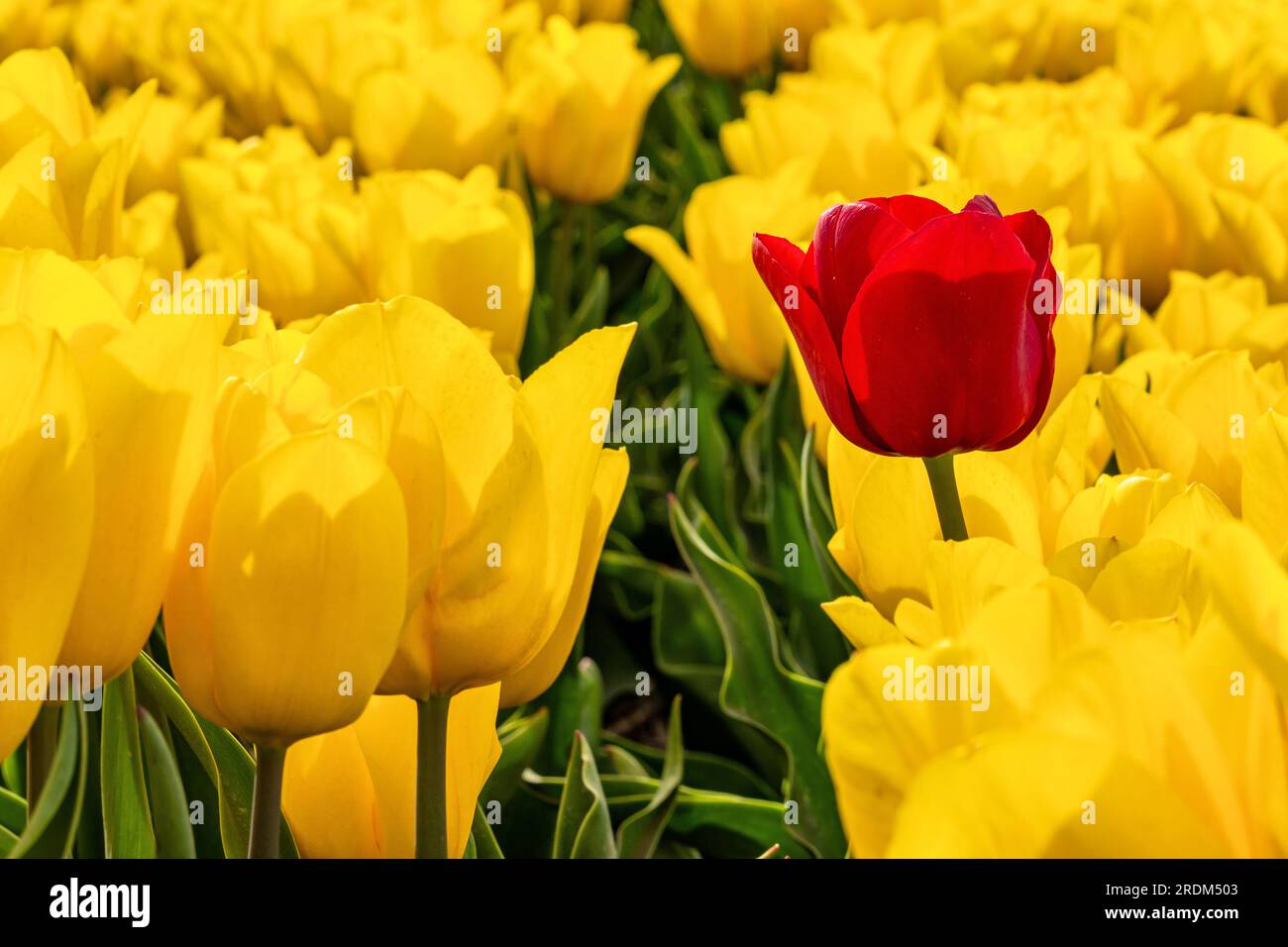 Singolo tulipano rosso in un campo di tulipani gialli a Flevoland, Paesi Bassi Foto Stock