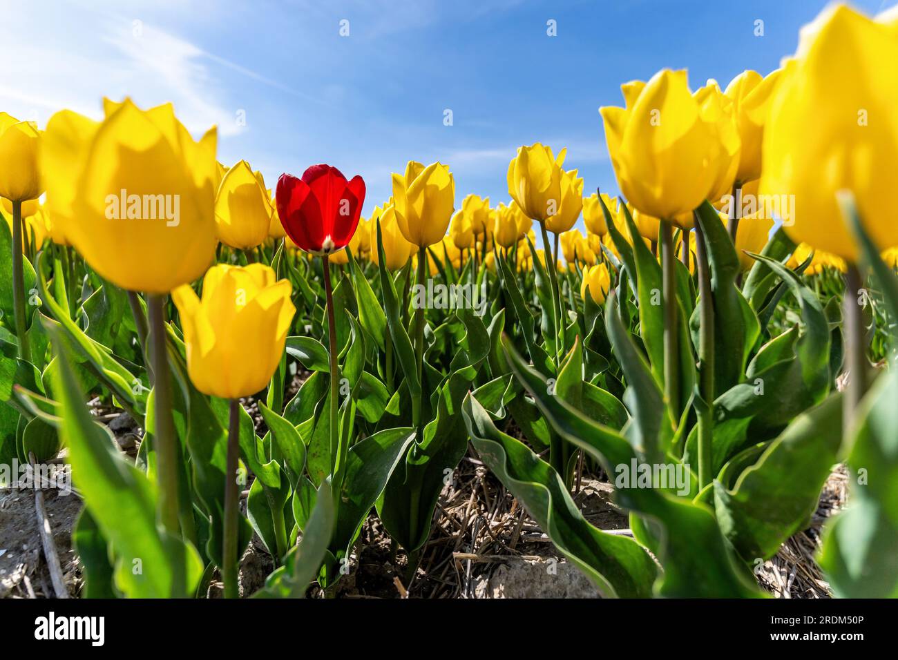 Singolo tulipano rosso in un campo di tulipani gialli a Flevoland, Paesi Bassi Foto Stock