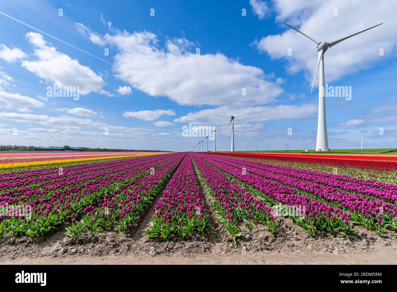 Campo con tulipani di trionfo viola (varietà «Purple Prince») a Flevoland, Paesi Bassi Foto Stock