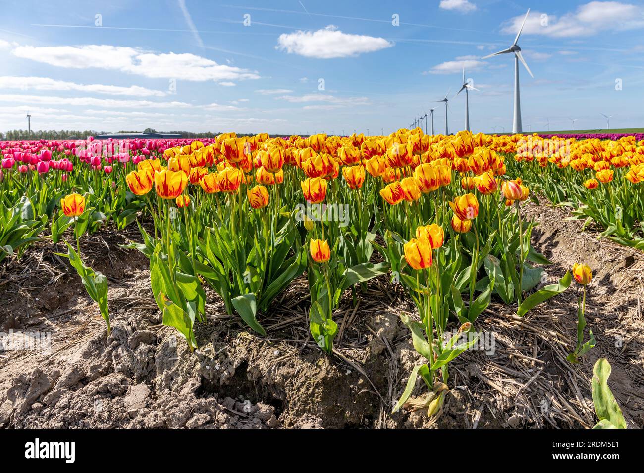 Campo con tulipani di trionfo gialli e rossi (varietà «Striped Belona») a Flevoland, Paesi Bassi Foto Stock