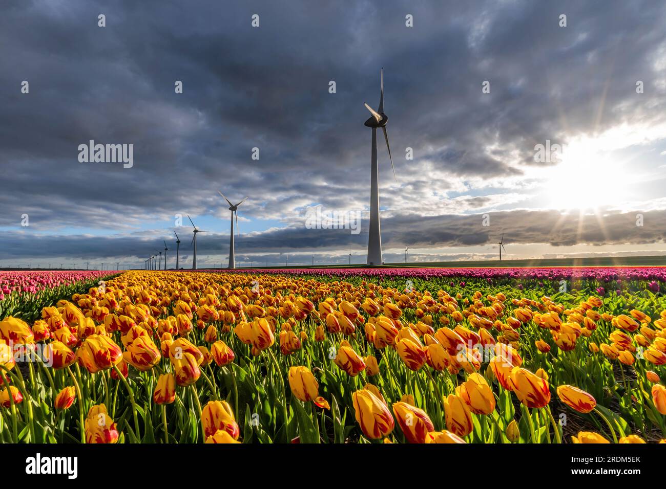 Campo con tulipani di trionfo gialli e rossi (varietà «Striped Belona») a Flevoland, Paesi Bassi Foto Stock