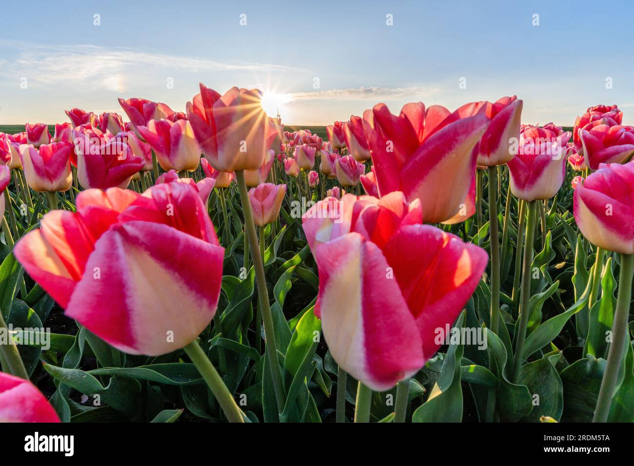 Campo con tulipani di trionfo rosa (varietà «Supermodel») a Flevoland, Paesi Bassi Foto Stock