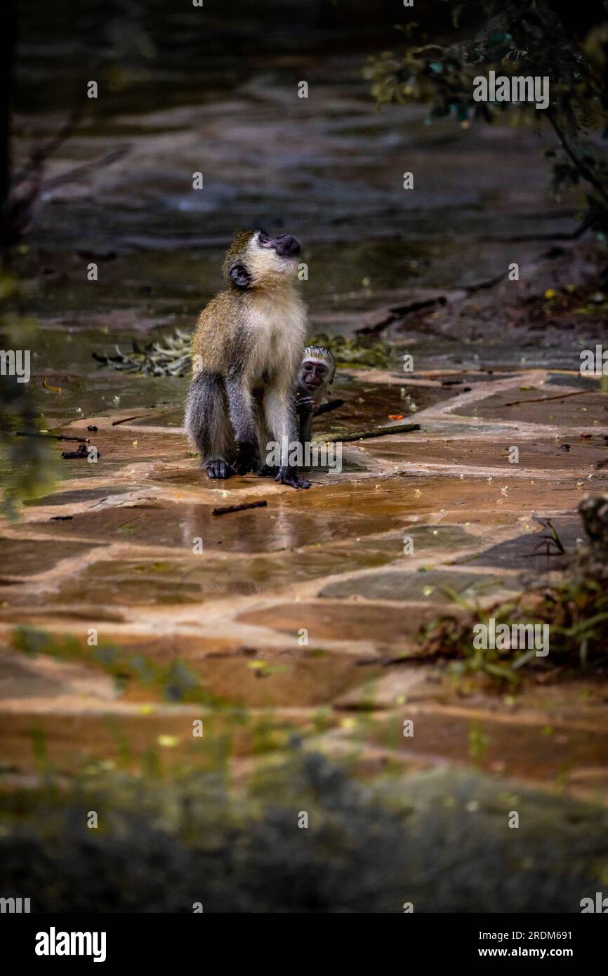 Banda di scimmie in Kenya Africa. Le scimmie prendono il controllo di un hotel, Safari Lodge. Scimmie piccole sotto la pioggia, scimmie macachi Foto Stock