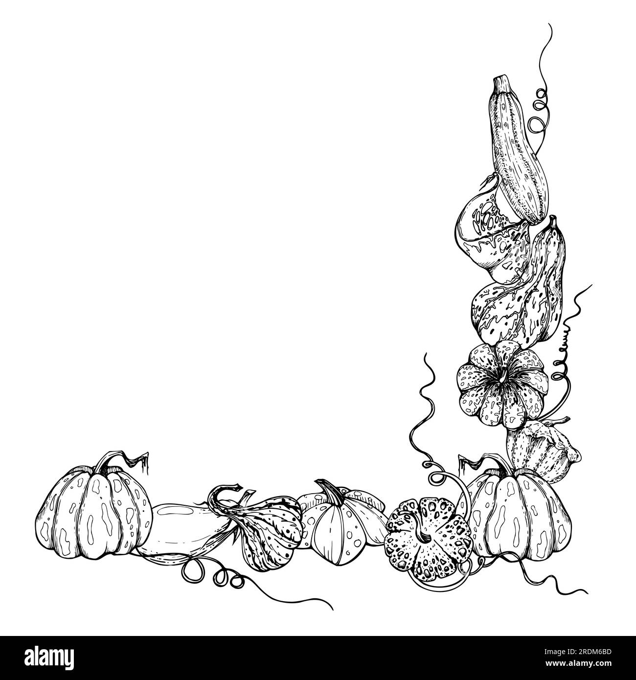 Zucca vettoriale a inchiostro disegnata a mano. Disegni illustrativi per il Ringraziamento, Halloween, raccolto, agricoltura. Telaio quadrato, profilo. Progettazione per Illustrazione Vettoriale