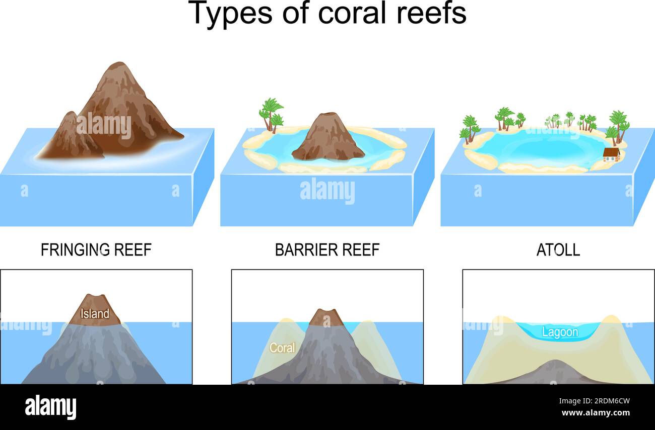 Tipi e struttura delle barriere coralline e delle isole. Dalle barriere coralline e barriere coralline, all'atollo con laguna e palme. spiegazione isometrica Illustrazione Vettoriale