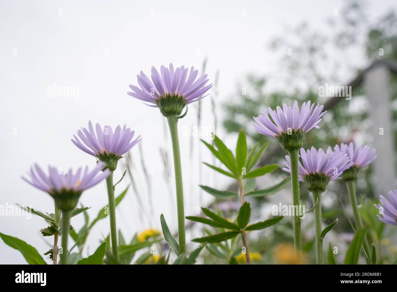 Erigeron utahensis è una specie nordamericana di piante da fiore della famiglia Compositaceae, conosciuta con il nome comune Utah Flea. Foto Stock