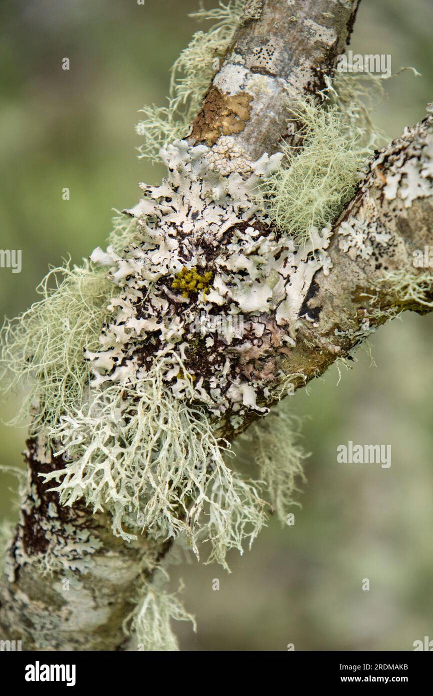Lichens "Ramalina farinacea" su un albero di frassino di montagna, Regno Unito Foto Stock