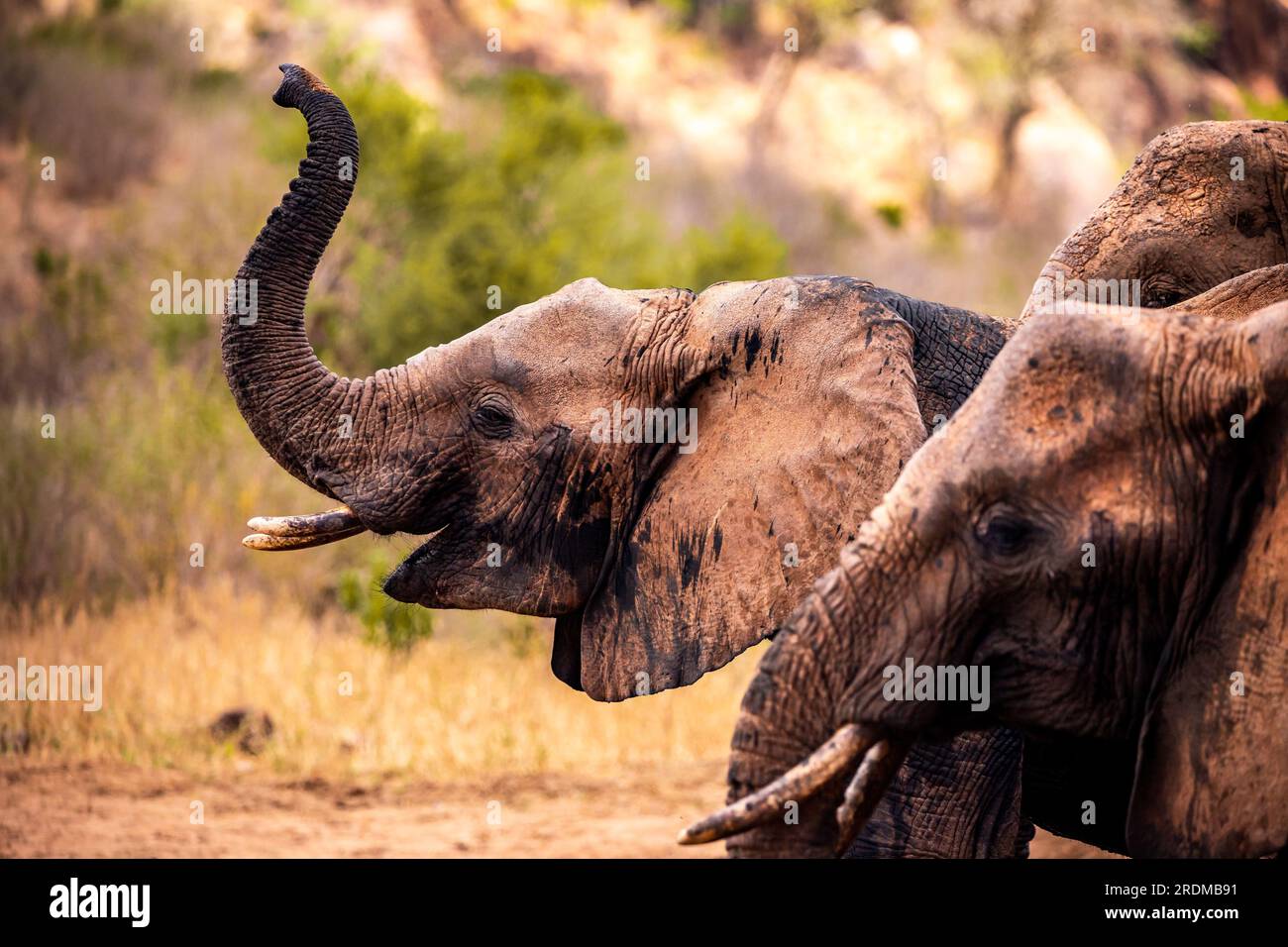 Elefante africano, Una mandria di elefanti si sposta nel successivo pozzo d'acqua nella savana del Kenya. Bellissimi animali fotografati durante un safari in acqua Foto Stock