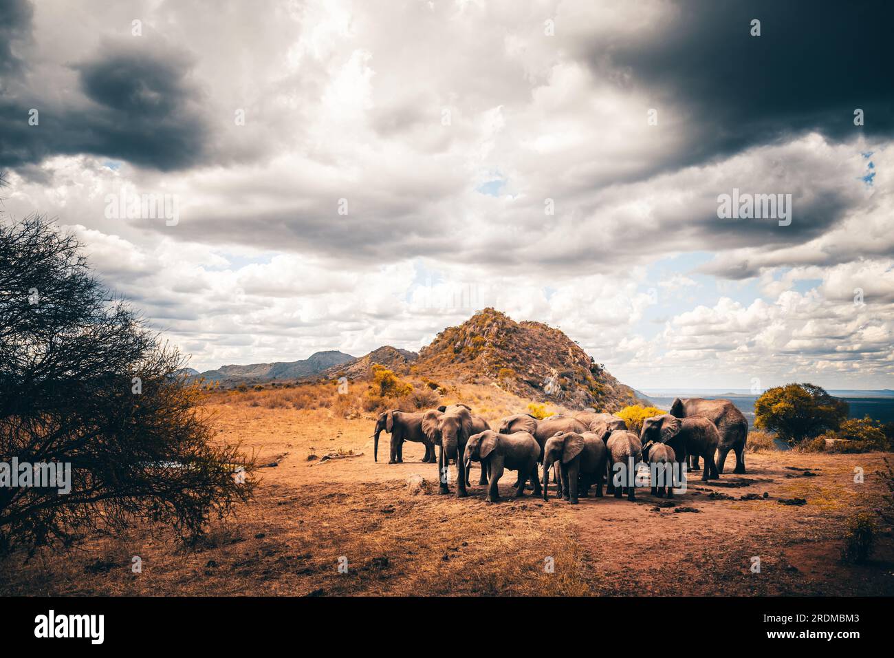 Elefante africano, Una mandria di elefanti si sposta nel successivo pozzo d'acqua nella savana del Kenya. Bellissimi animali fotografati durante un safari in acqua Foto Stock