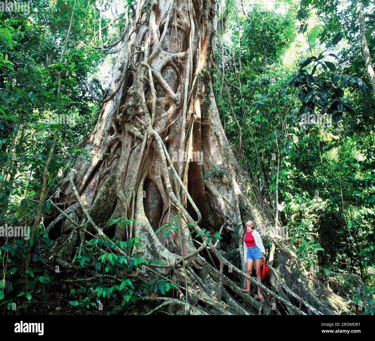 Australia. Queensland. Atherton Tablelands. Foresta pluviale. Strangler Fig su albero ospite e giovane donna. Foto Stock