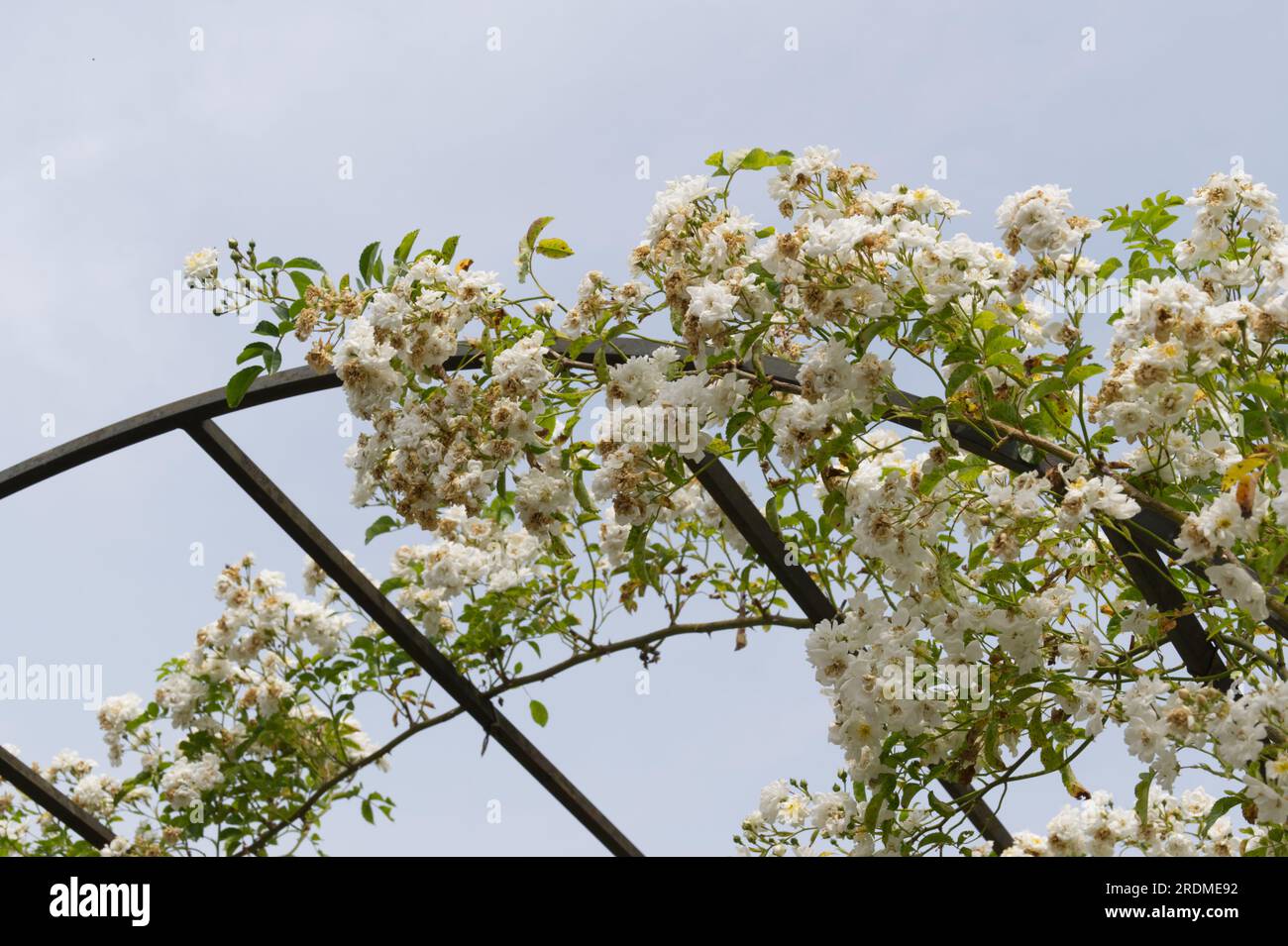 Fiori di rosa bianchi estivi di Rosa Snowdrift che sale su un arco metallico nel giardino del Regno Unito di giugno Foto Stock