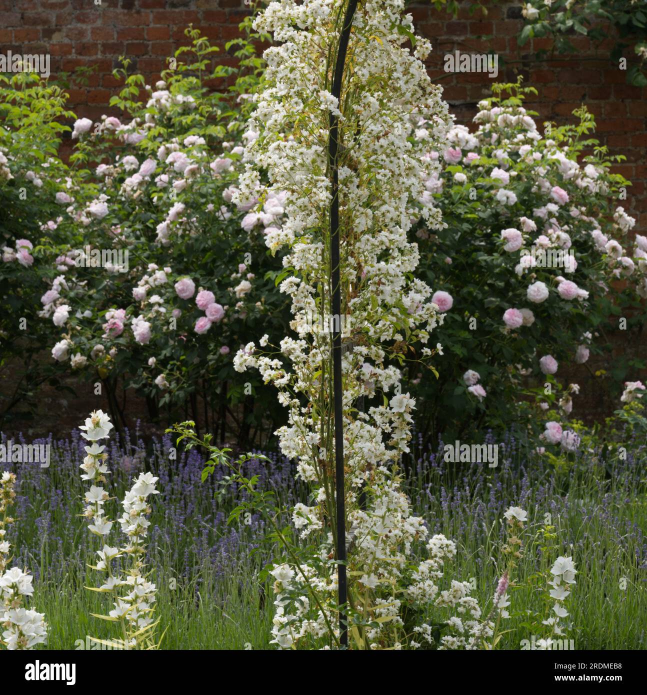 Fiori di rosa bianchi estivi di Rosa Snowdrift che sale su un arco metallico nel giardino del Regno Unito di giugno Foto Stock