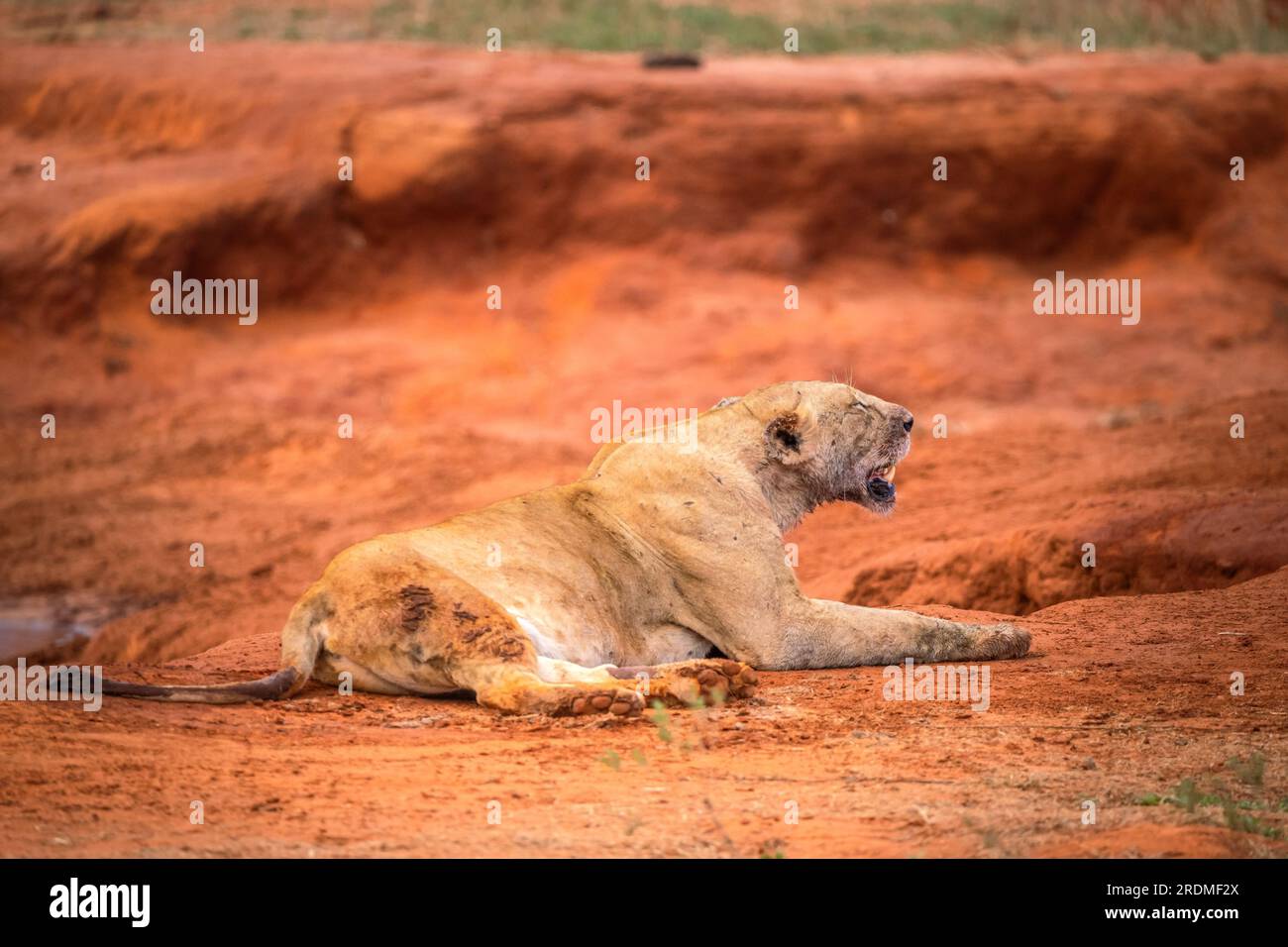 Una famiglia di leoni con i loro cuccioli, fotografata in Kenya, Africa in un safari attraverso la savana dei parchi nazionali. Immagini di una partita mattutina Foto Stock