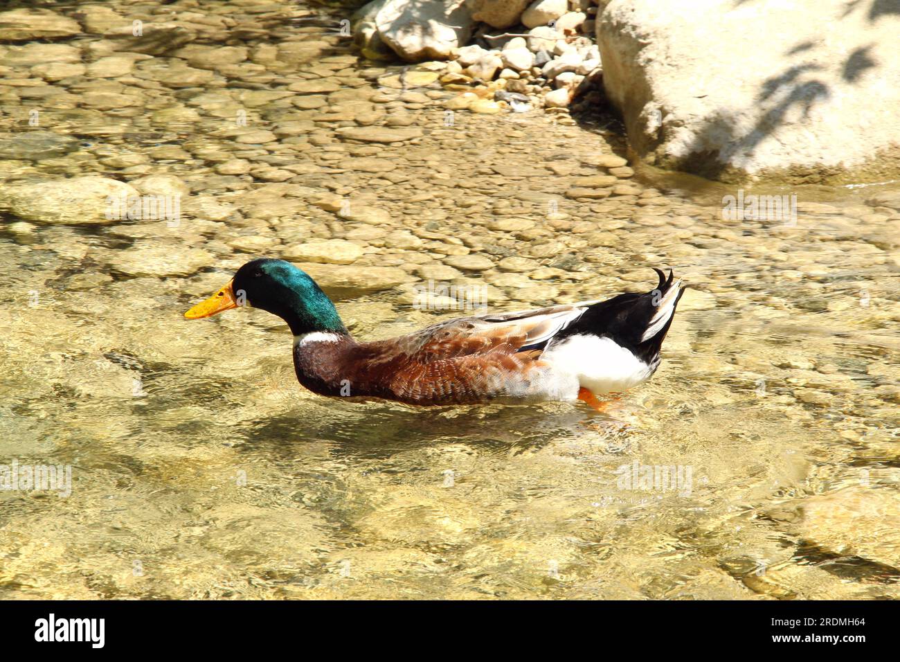 Anatra che nuota in uno stagno poco profondo Foto Stock