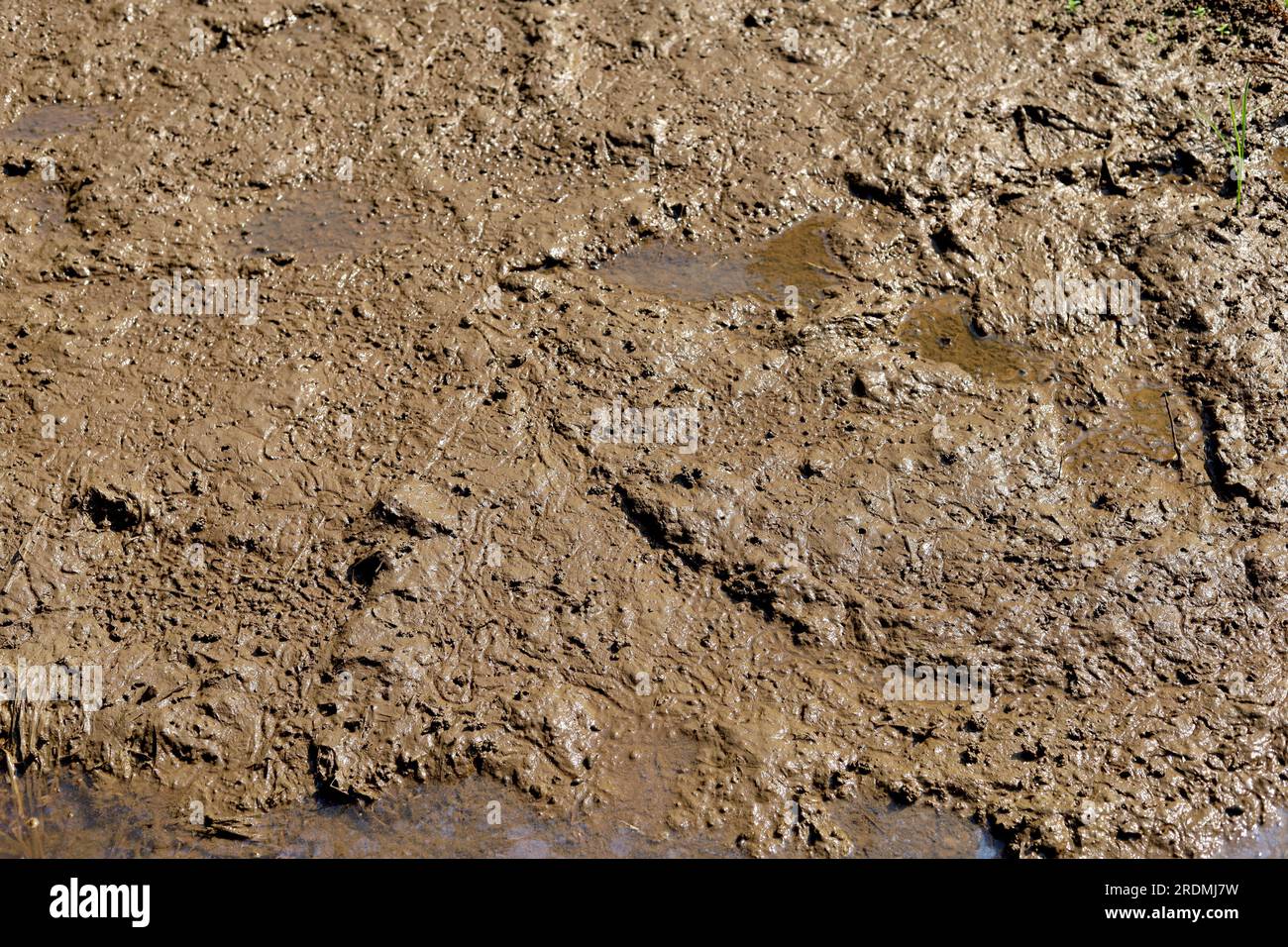 La consistenza del fango o del terreno bagnato come sfondo Foto Stock