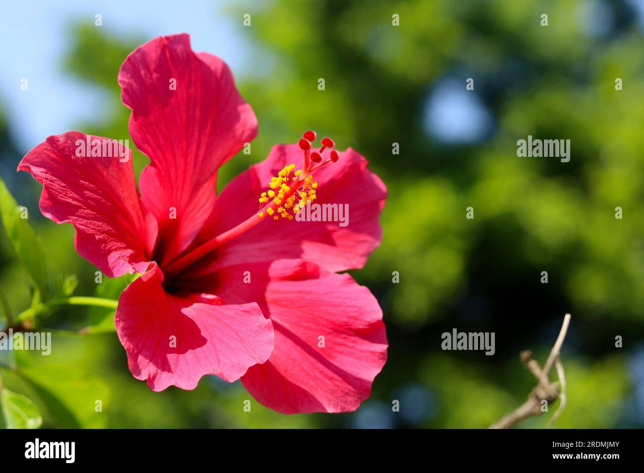 Primo piano del fiore di ibisco in fiore nel giardino - bunga kembang sepatu Foto Stock