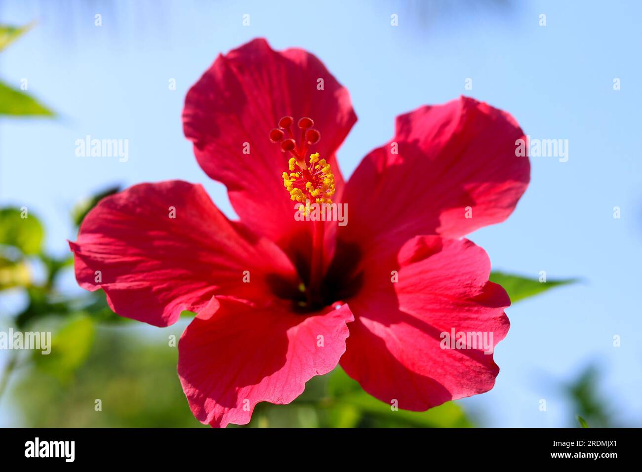 Primo piano del fiore di ibisco in fiore nel giardino - bunga kembang sepatu Foto Stock