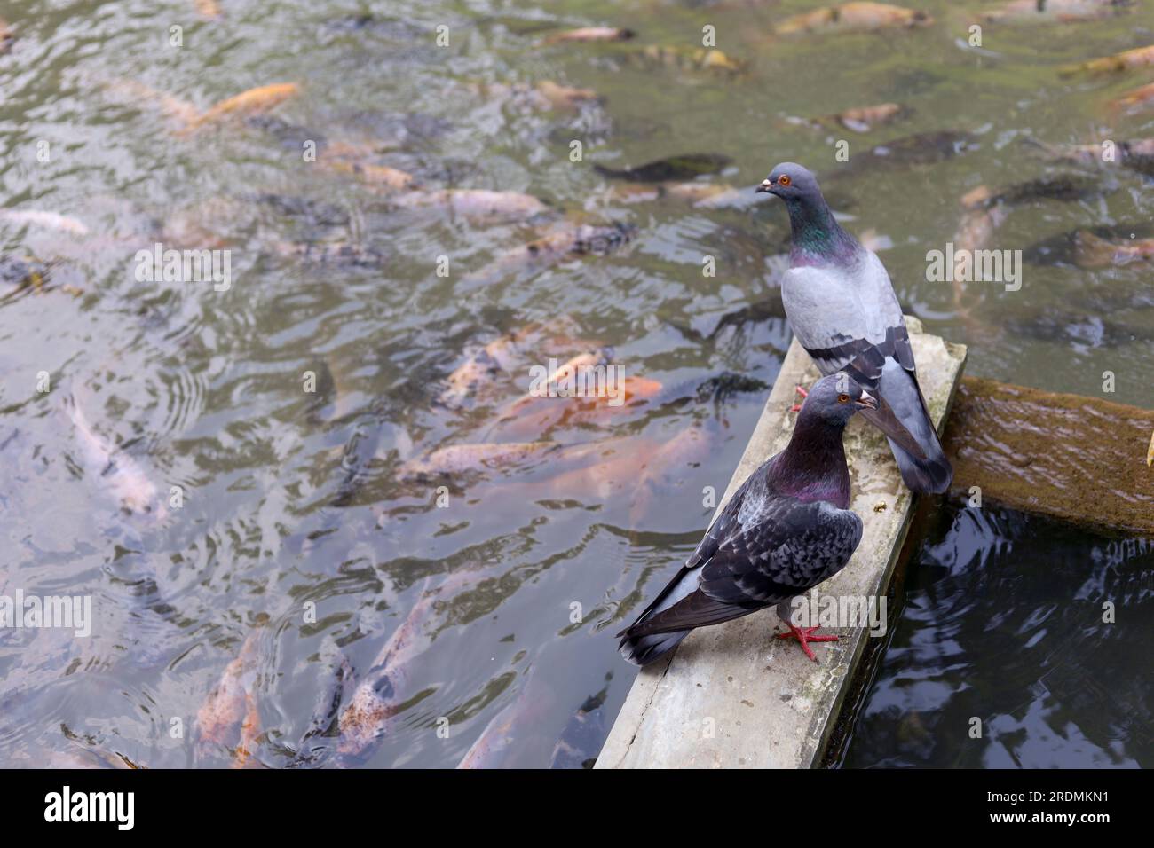 due piccioni in piedi sullo stagno con tanti pesci Foto Stock