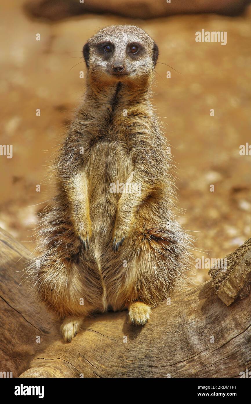 Meerkat dalla coda snella (Suricata suricata), ZSL Whipsnade Zoo, Regno Unito Foto Stock