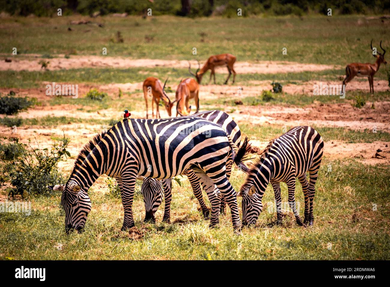 Zepra in natura. Africa Kenya Tanzania, la zebra delle pianure in un paesaggio girato in un safari, nel parco nazionale Foto Stock