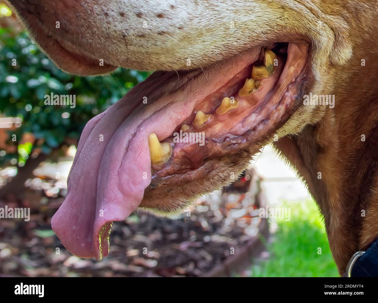 Primo piano dei denti gialli su un cane ungherese Vizsla di 14 anni con faccia bianca Foto Stock