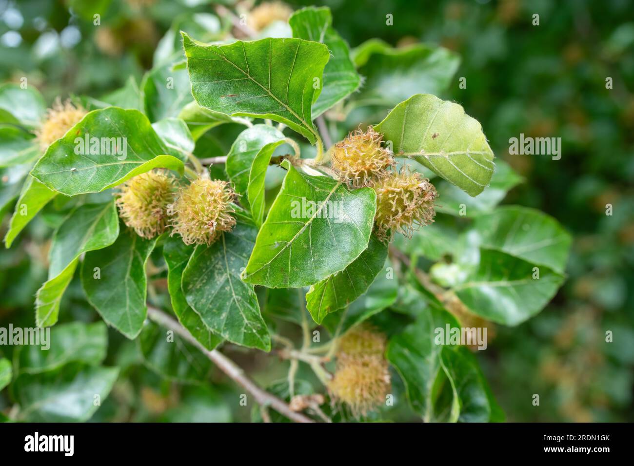Primo piano di noci su un faggio europeo (Fagus), Wiltshire UK Foto Stock