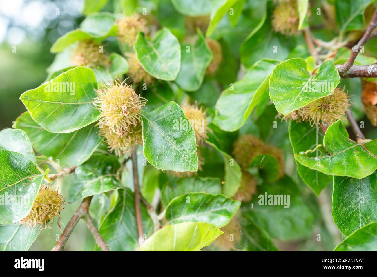Primo piano di noci su un faggio europeo (Fagus), Wiltshire UK Foto Stock