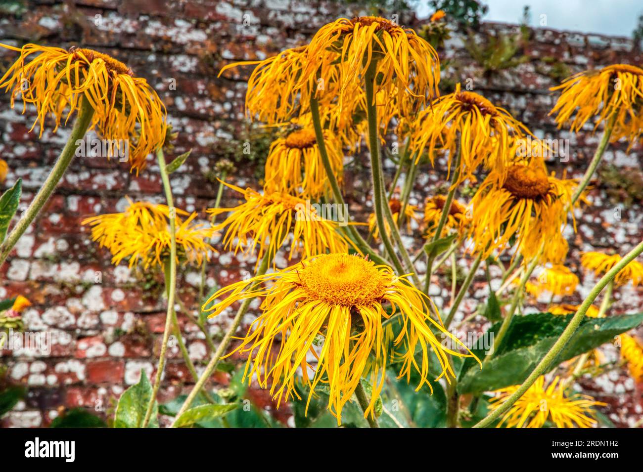 Elecampane, Horse-heal o Elfdock (Inula helenium), Ford Abbey, Chard, Somerset, Regno Unito Foto Stock
