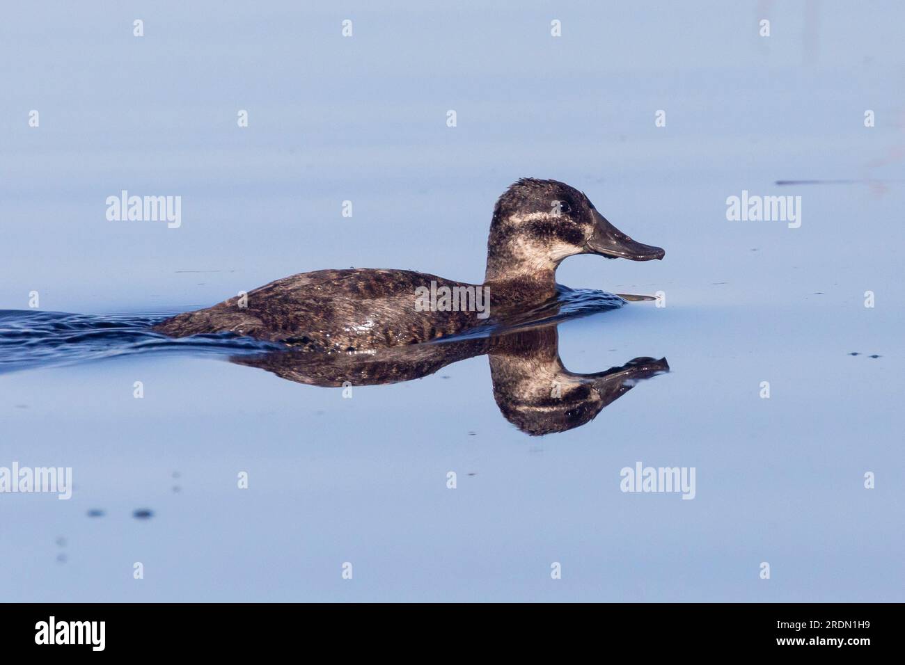 Nuoto femminile di Maccoa (Oxyura maccoa) dalla coda rigida a rischio di estinzione al Vermont Salt Pan, Hermanus, Western Cape, Sud Africa. Popolazione in declino Foto Stock