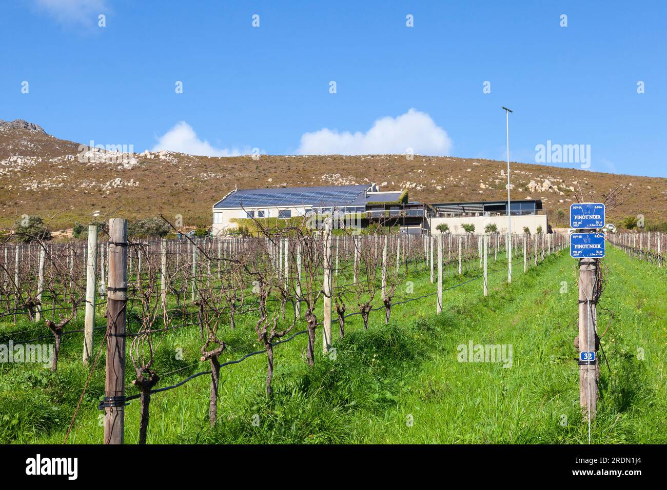 Vista sui vigneti, sala di degustazione e ristorante, azienda vinicola Newton Johnson, Hemel-en-Aarde Valley, Hermanus, Western Cape Winelands, Sudafrica Foto Stock