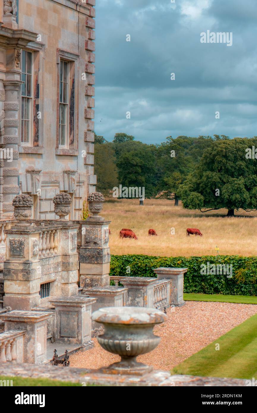 Red Ruby Devon che pascolano nei terreni della casa di campagna in stile veneziano, Kingston Lacey, Wimborne Minster, Dorset, Regno Unito Foto Stock