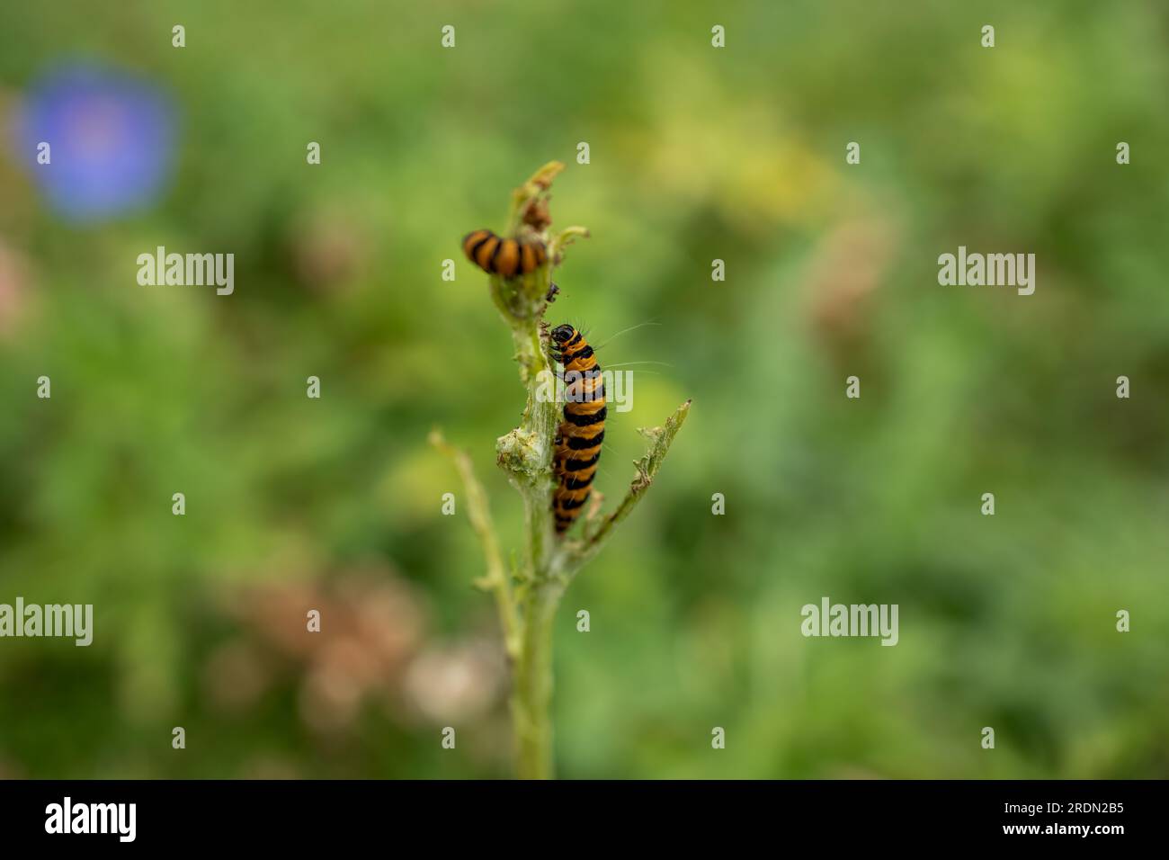 Primo piano di un bruco di cinabro nero e giallo (Tyria jacobaeae) famoso per essere diventato velenoso per aver mangiato ragwort Foto Stock