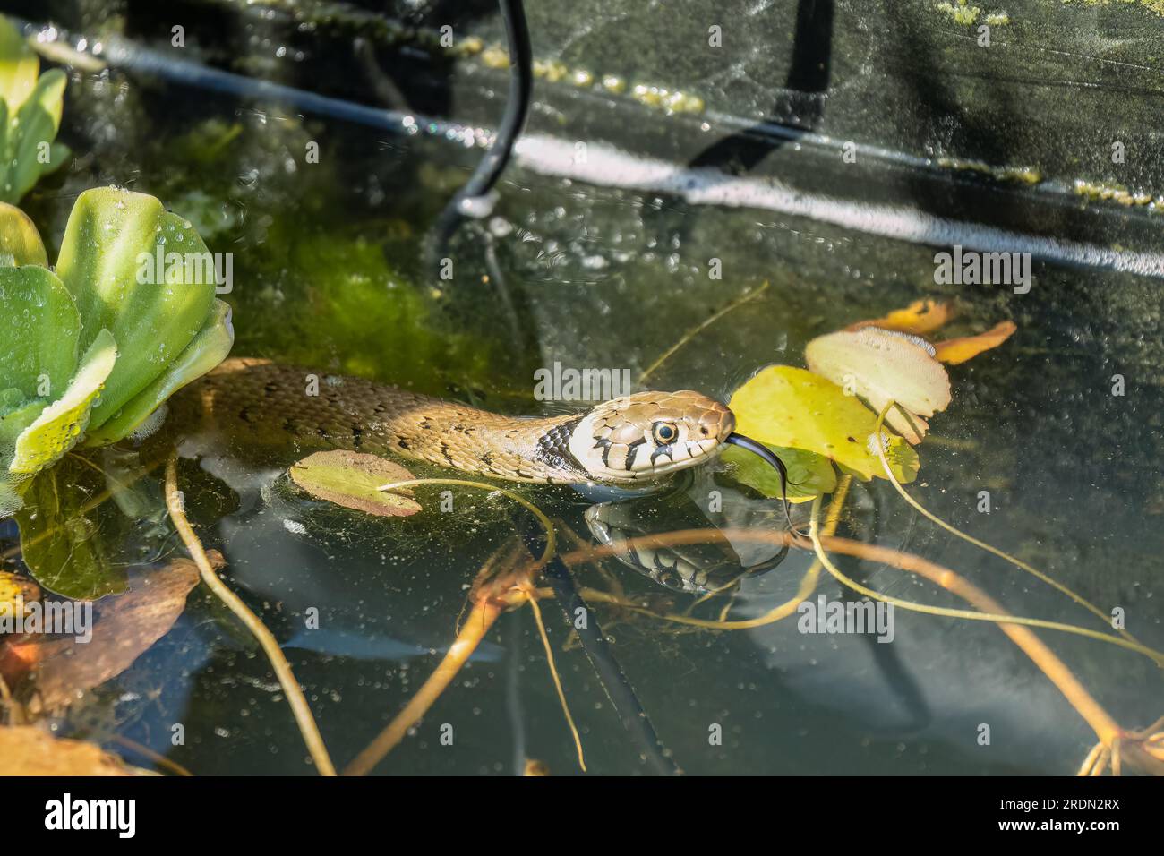 Primo piano di un serpente d'erba (Natrix helvetica, serpente ad anelli o serpente d'acqua) che nuota in uno stagno, nel Wiltshire UK Foto Stock