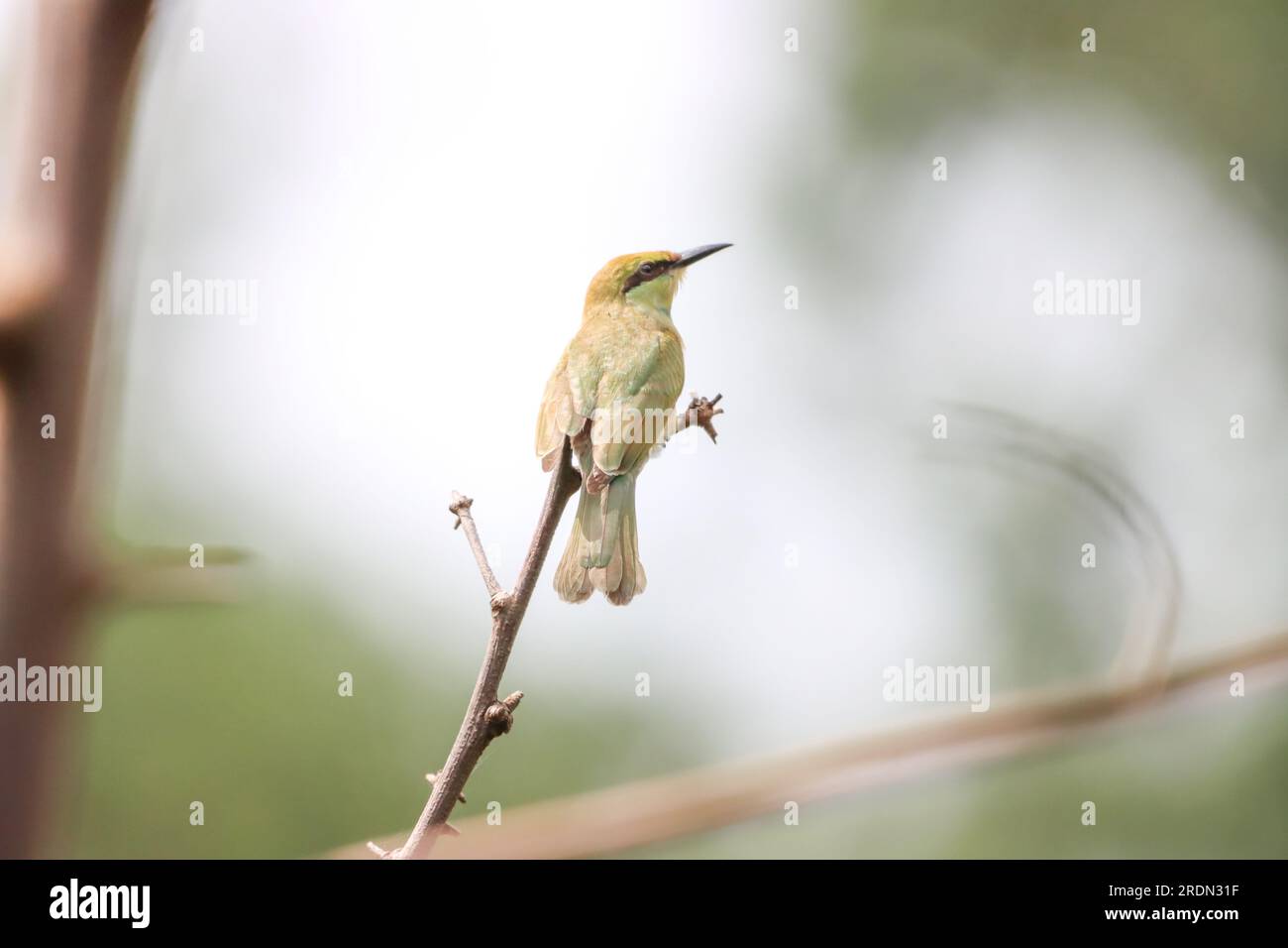 L'ape verde asiatica mangia uccello sul ramo degli alberi. Carta da parati per uccelli. Bel muro appeso di uccello Foto Stock