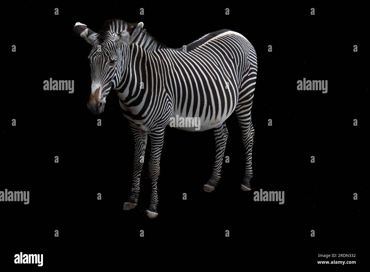 Zebra africana su sfondo nero Foto Stock