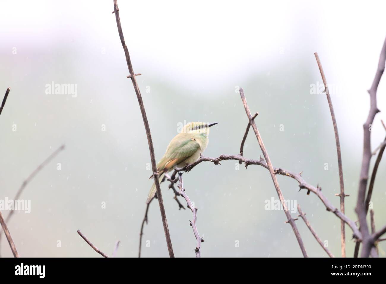 L'ape verde asiatica mangia uccello sul ramo degli alberi. Carta da parati per uccelli. Bel muro appeso di uccello Foto Stock
