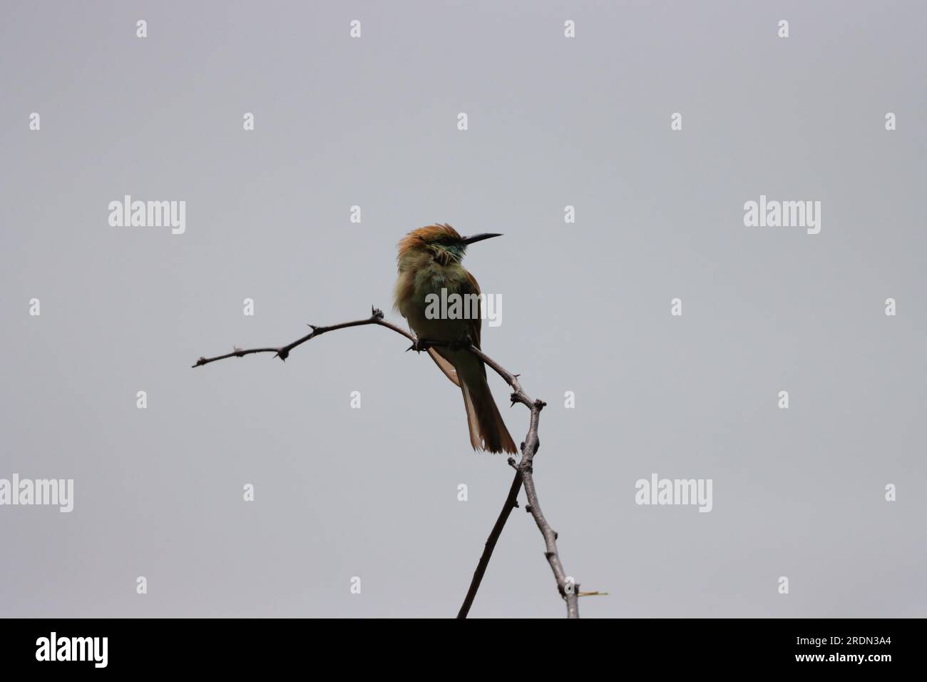 L'ape verde asiatica mangia uccello sul ramo degli alberi. Carta da parati per uccelli. Bel muro appeso di uccello Foto Stock