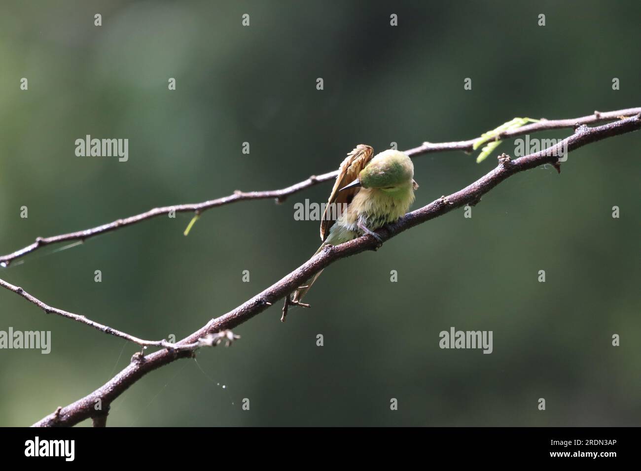 L'ape verde asiatica mangia uccello sul ramo degli alberi. Carta da parati per uccelli. Bel muro appeso di uccello Foto Stock