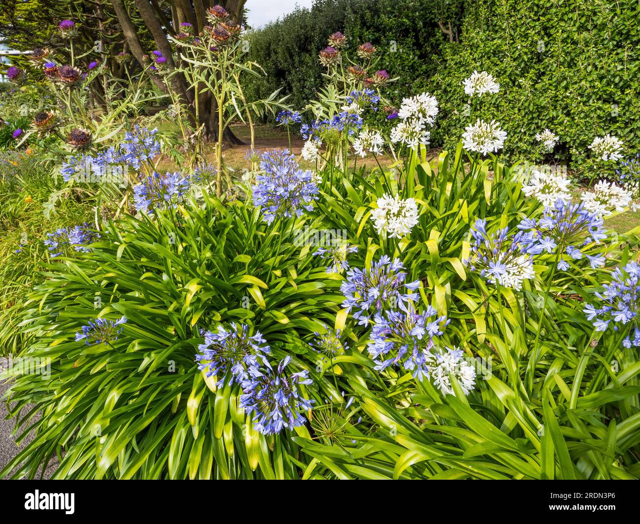 Flowers at Queen Mary Gardens, nr Gyllyngvase Beach, Falmouth, Cornovaglia, Inghilterra, REGNO UNITO, REGNO UNITO. Foto Stock