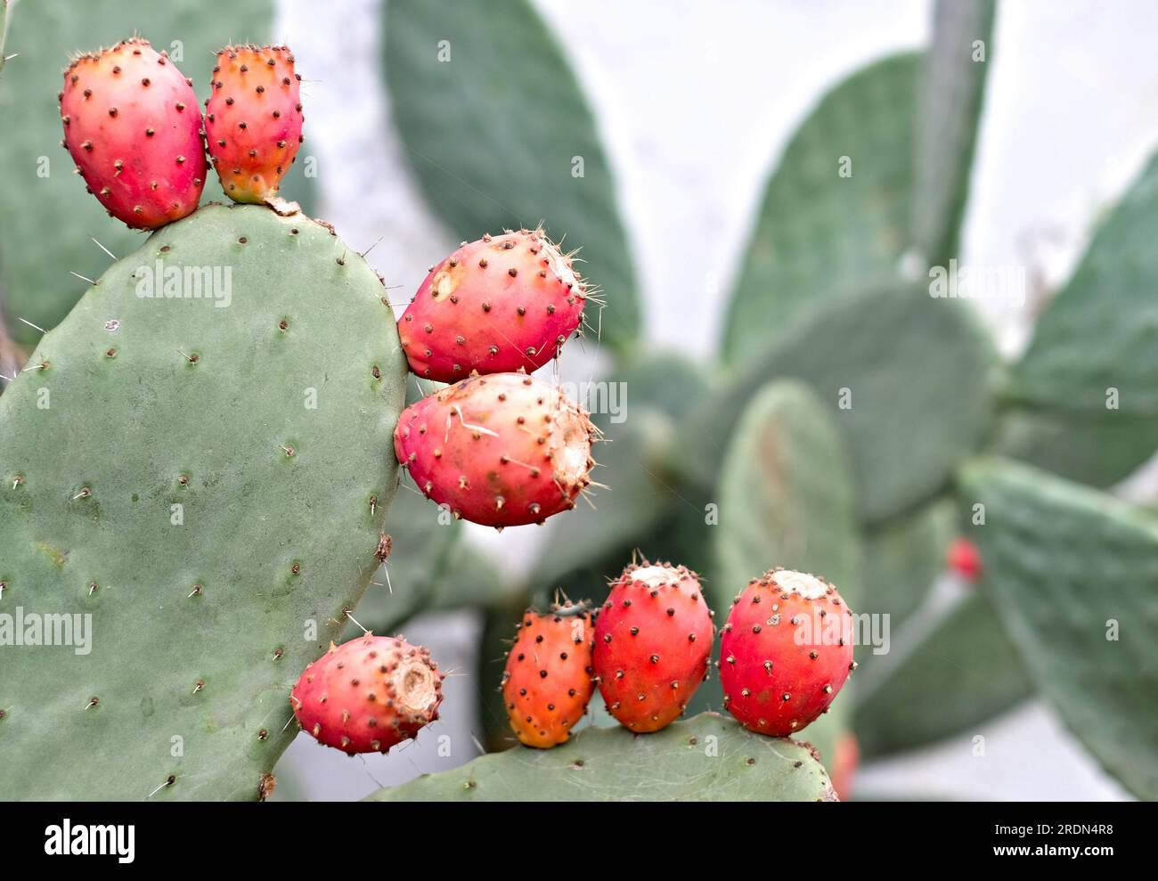 Molti piccoli frutti maturi delle specie di cactus commestibili di fico d'India (Opuntia). Foto Stock