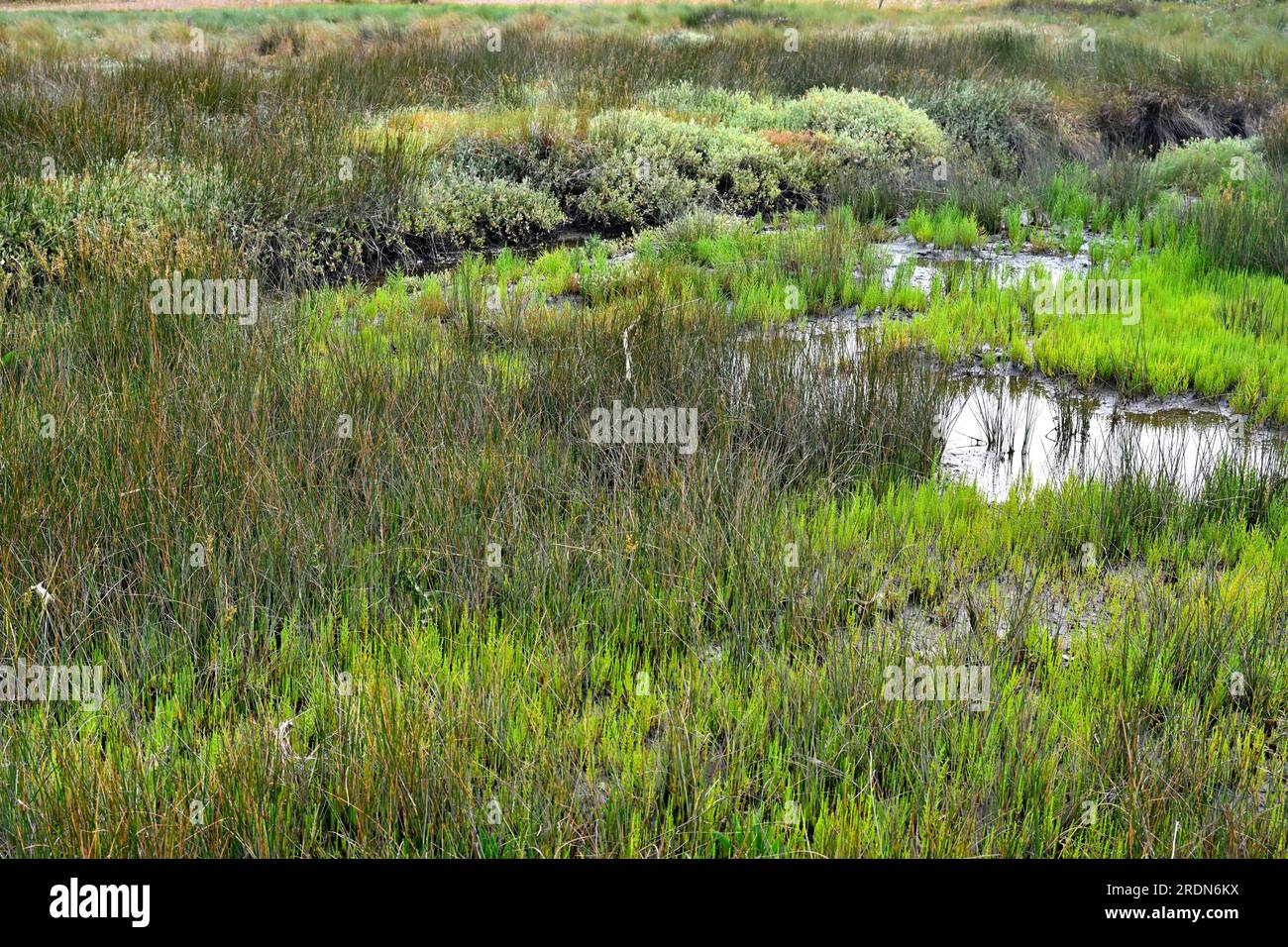 Piante nella riserva naturale della laguna di Aveiro, una laguna costiera temperata, Portogallo Foto Stock