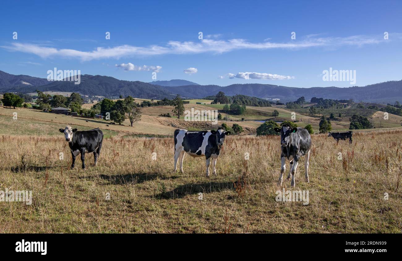 Campagna rurale del bestiame a fine giornata Sottsdale, Tasmania, Australia Foto Stock